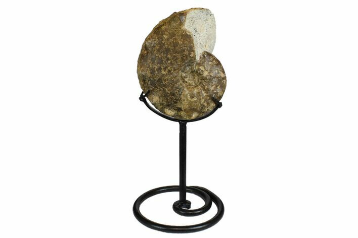 5.6" Cretaceous Ammonite (Mammites) Fossil with Metal Stand - Morocco